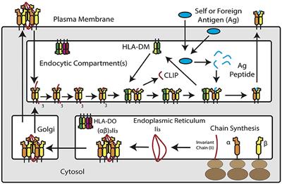 Epithelial MHC Class II Expression and Its Role in Antigen Presentation in the Gastrointestinal and Respiratory Tracts